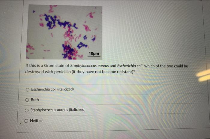 Solved 10 M If This Is A Gram Stain Of Staphylococcus Aur Chegg Com