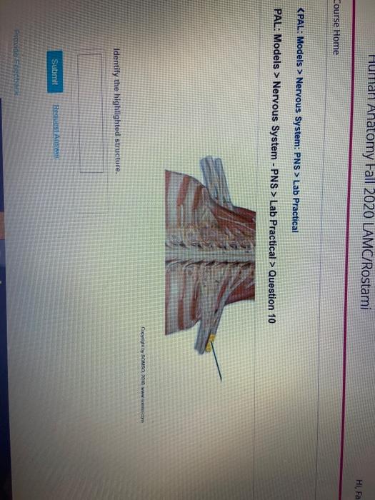 Solved Human Anatomy Fall 2020 LAMC/Rostami Hi. Fa Course | Chegg.com