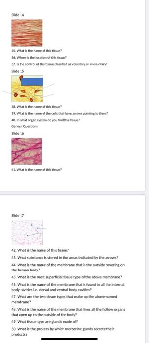 Solved Tissues/Histology Lab Make sure you have completed | Chegg.com