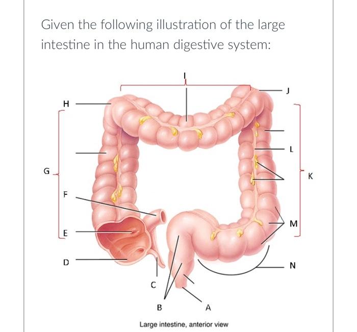 Solved Given the following illustration of the large | Chegg.com