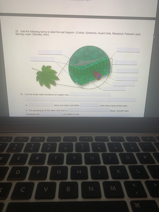 stomata leaf diagram