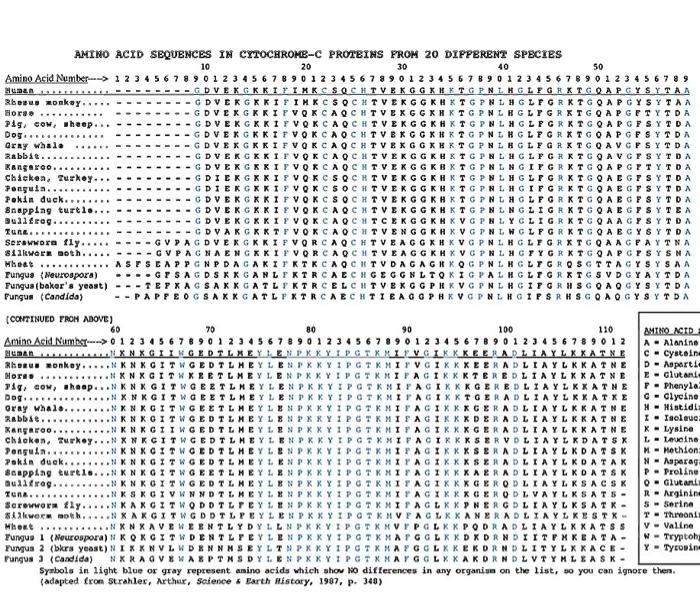 99.. AMINO ACID SEQUENCES IN CYTOCHROMEC