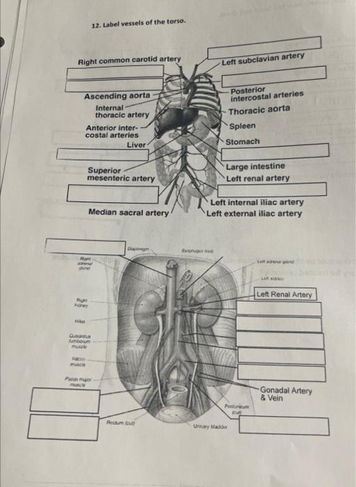 Solved 12. Label vessels of the torso. | Chegg.com