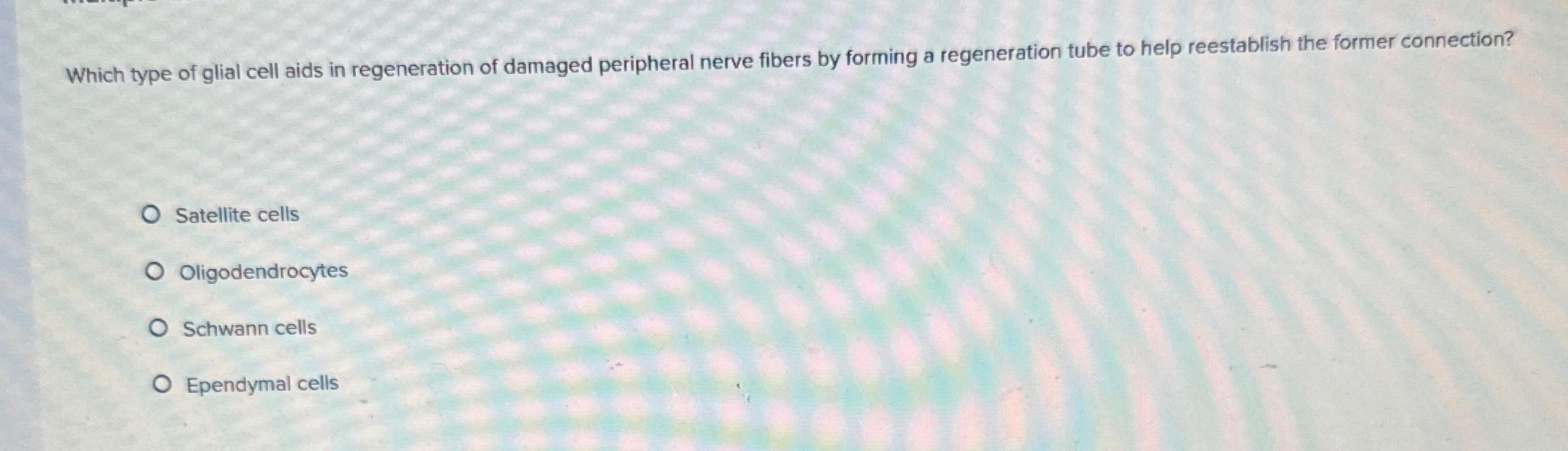 Solved Which type of glial cell aids in regeneration of | Chegg.com