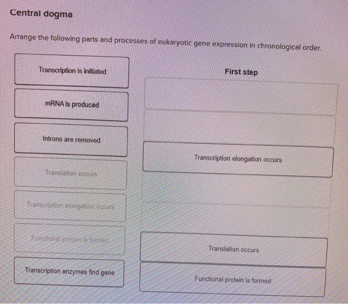 Solved Central dogma Arrange the following parts and | Chegg.com