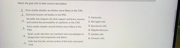[Solved]: Match the glial cells to their correct descriptio