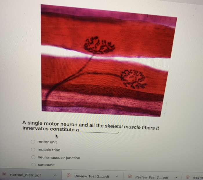 Solved A single motor neuron and all the skeletal muscle | Chegg.com