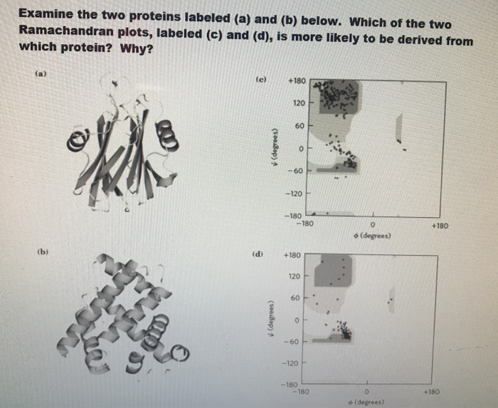 Solved Examine The Two Proteins Labeled (a) And (b) Below. | Chegg.com