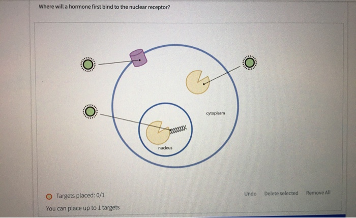 Solved Where will a hormone first bind to the nuclear | Chegg.com