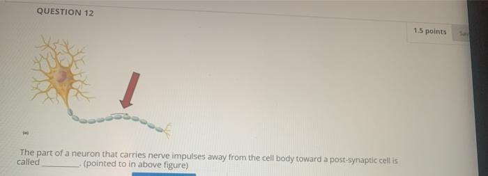 QUESTION 12 1.5 points The part of a neuron that carries nerve impulses away from the cell body toward a post-synaptic cell i