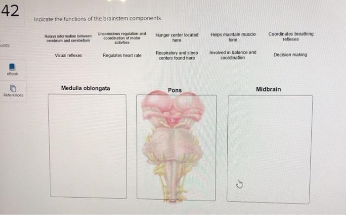 Solved 42 Indicate the functions of the brainstem components | Chegg.com