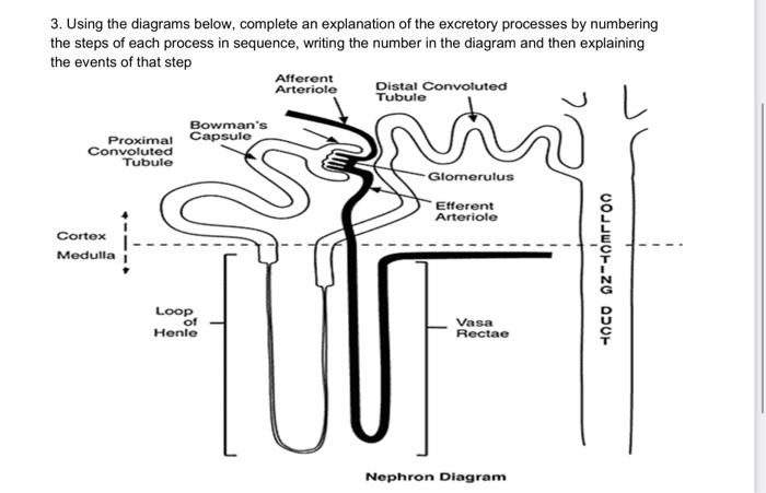 Solved 3. Using The Diagrams Below, Complete An Explanation 