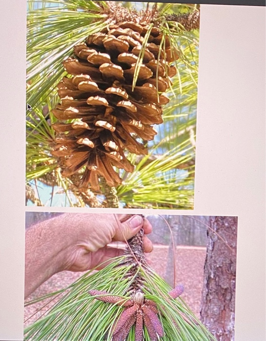 Solved: This Pine Cone Can Be Referred To As A Blank [blan... | Chegg.com