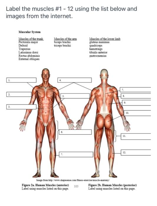 muscular system without labels