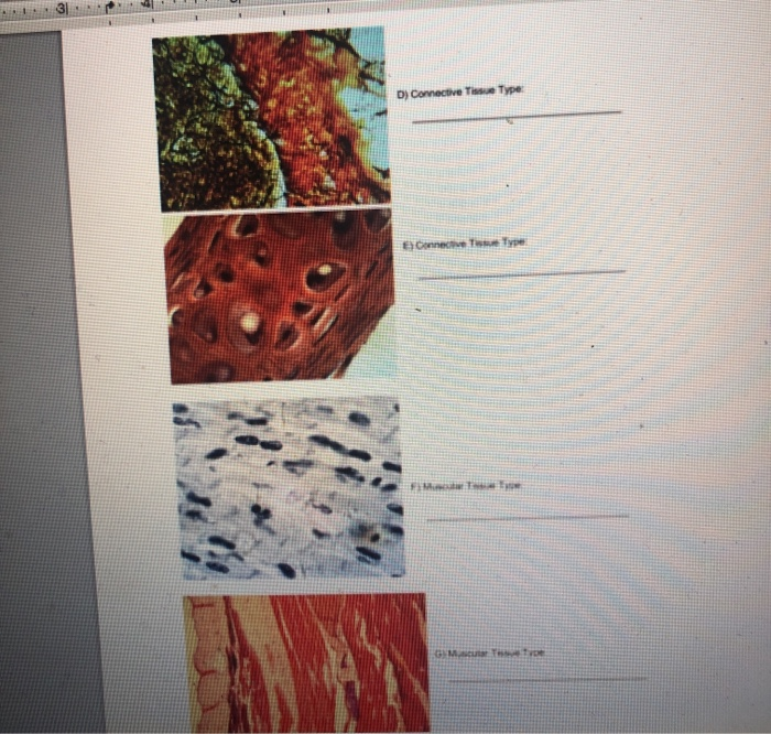 experiment 1 microscopic slide examination of tissue