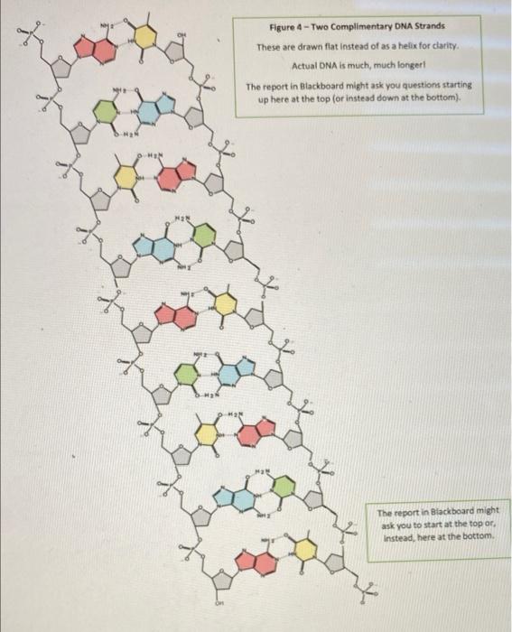Solved QUESTION 9 Answer this question based on the DNA | Chegg.com