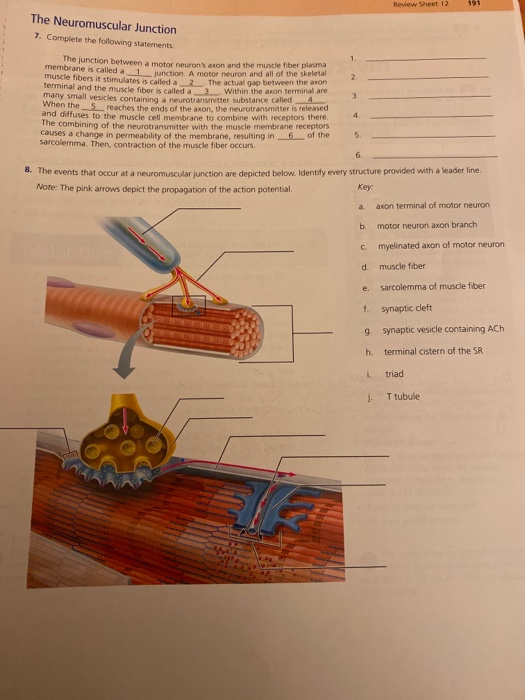 Of The Review Sheet Questions Using Mastering Alp 12 Chegg 