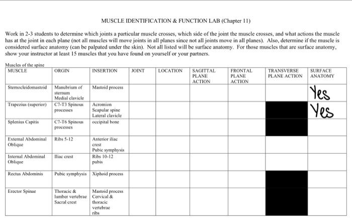 Solved MUSCLE IDENTIFICATION & FUNCTION LAB (Chapter 11) | Chegg.com