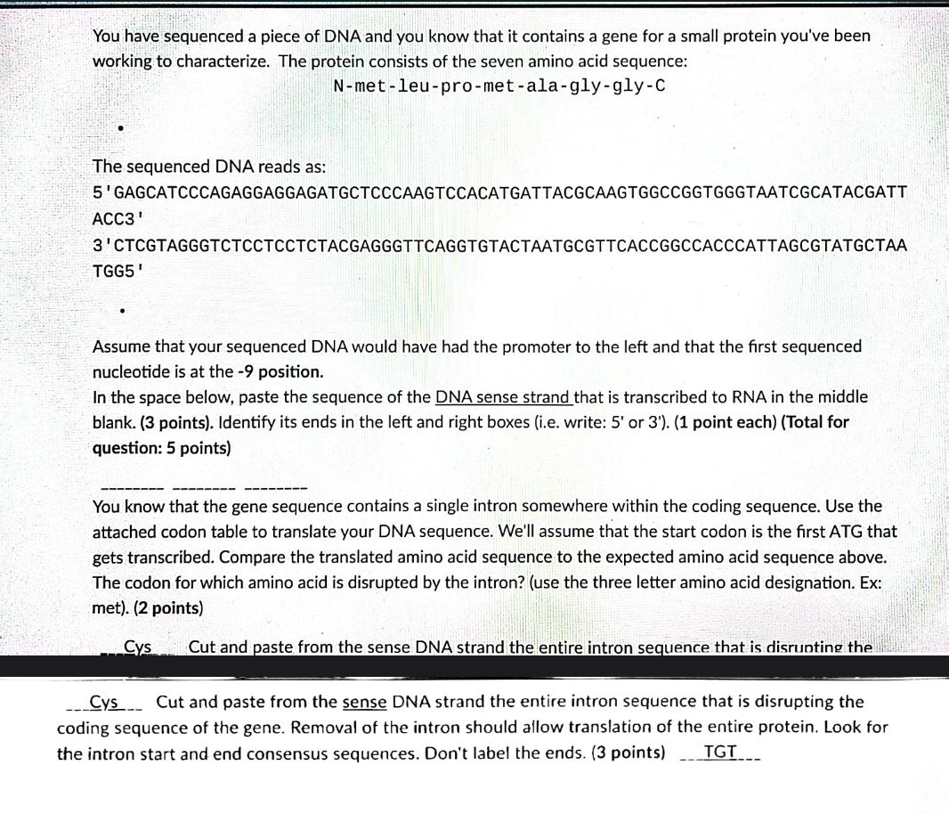 Solved You have sequenced a piece of DNA and you know that | Chegg.com