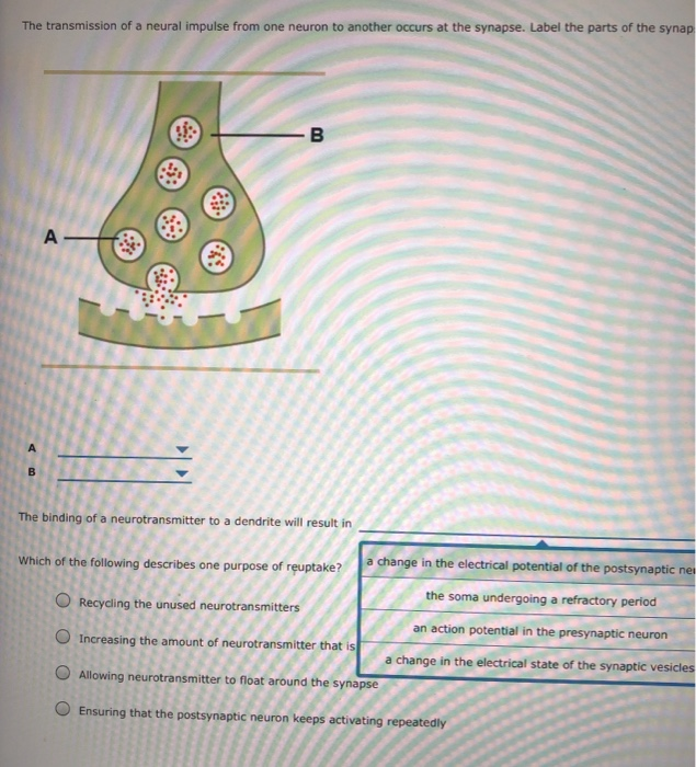 Solved The transmission of a neural impulse from one neuron | Chegg.com