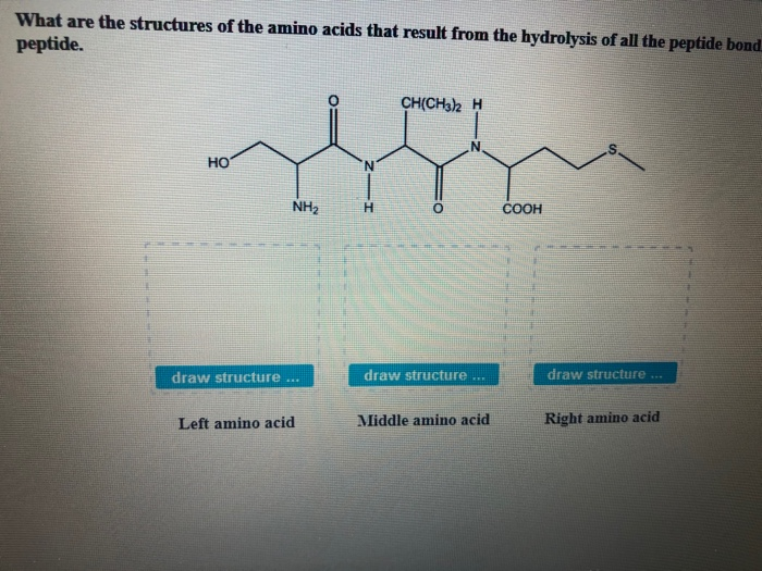 Solved What are the structures of the amino acids that | Chegg.com