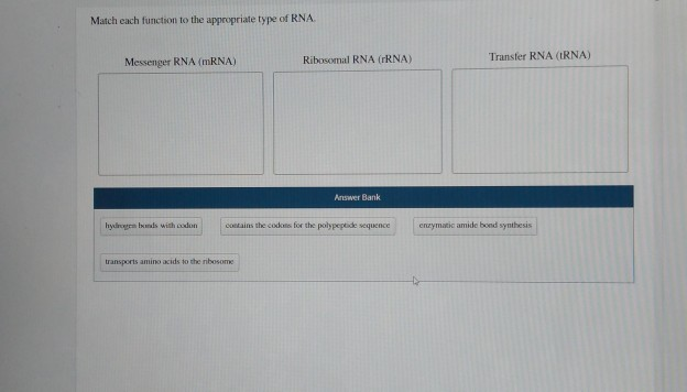 Solved Match each function to the appropriate type of RNA | Chegg.com