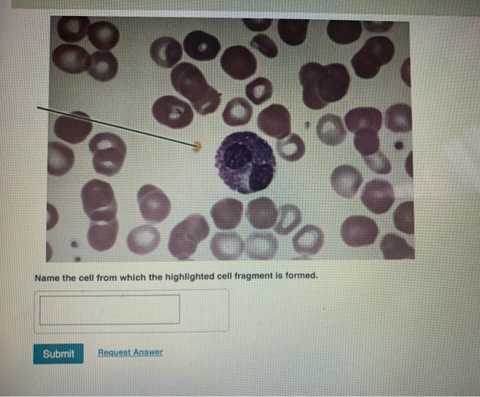 solved-oc-8500-is-the-highlighted-cell-a-granulocyte-or-is-chegg