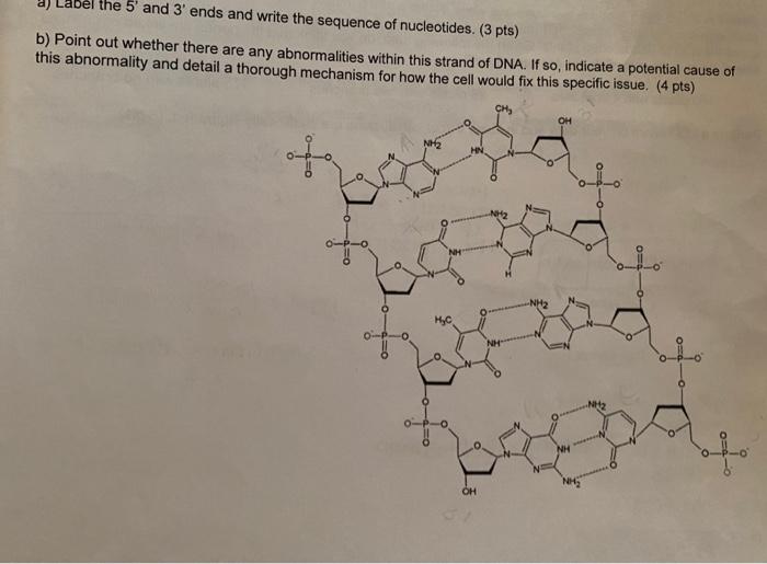 Solved a) the 5' and 3' ends and write the sequence of | Chegg.com