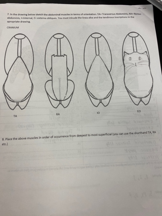 Solved 7. In The Drawing Below Sketch The Abdominal Muscles | Chegg.com