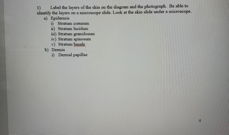 Solved 1) Label the layers of the skin on the diagram and | Chegg.com