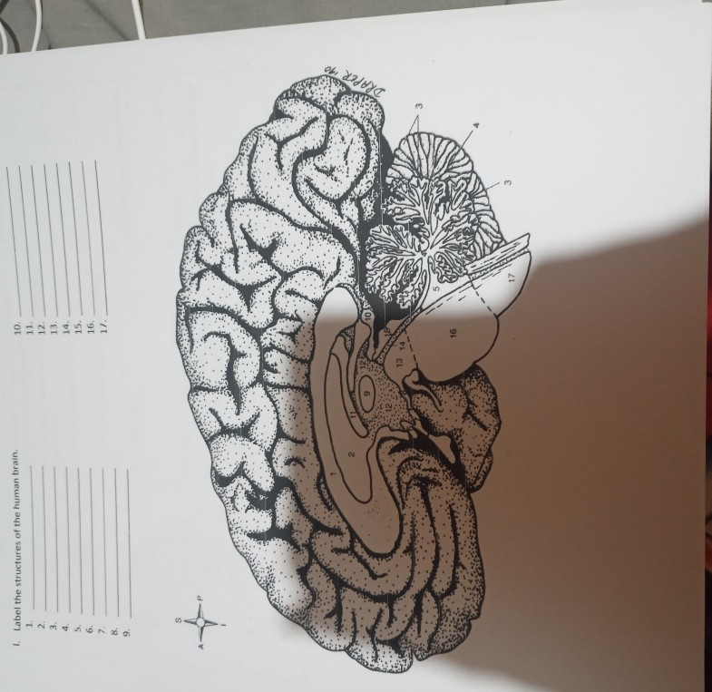 Solved 1. Label the structures of the human brain. 1 2. 3. 4 | Chegg.com