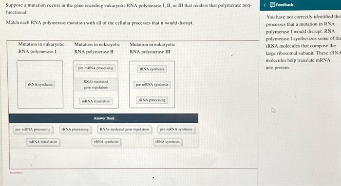 Suppose a mutation occurs in the gene encoding | Chegg.com