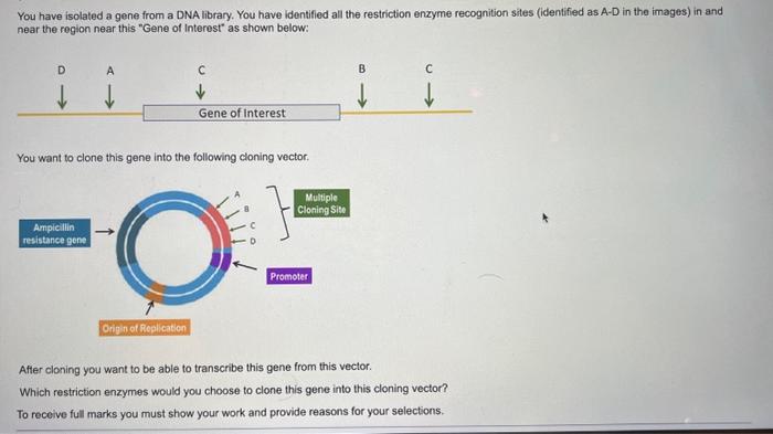 Solved You have isolated a gene from a DNA library. You have | Chegg.com