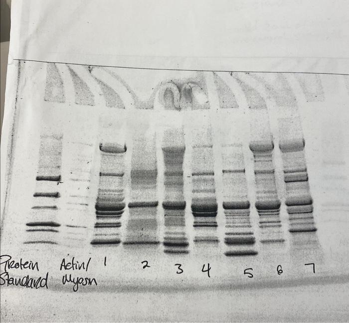 solved-fish-protein-isolated-in-the-last-lab-will-be-chegg