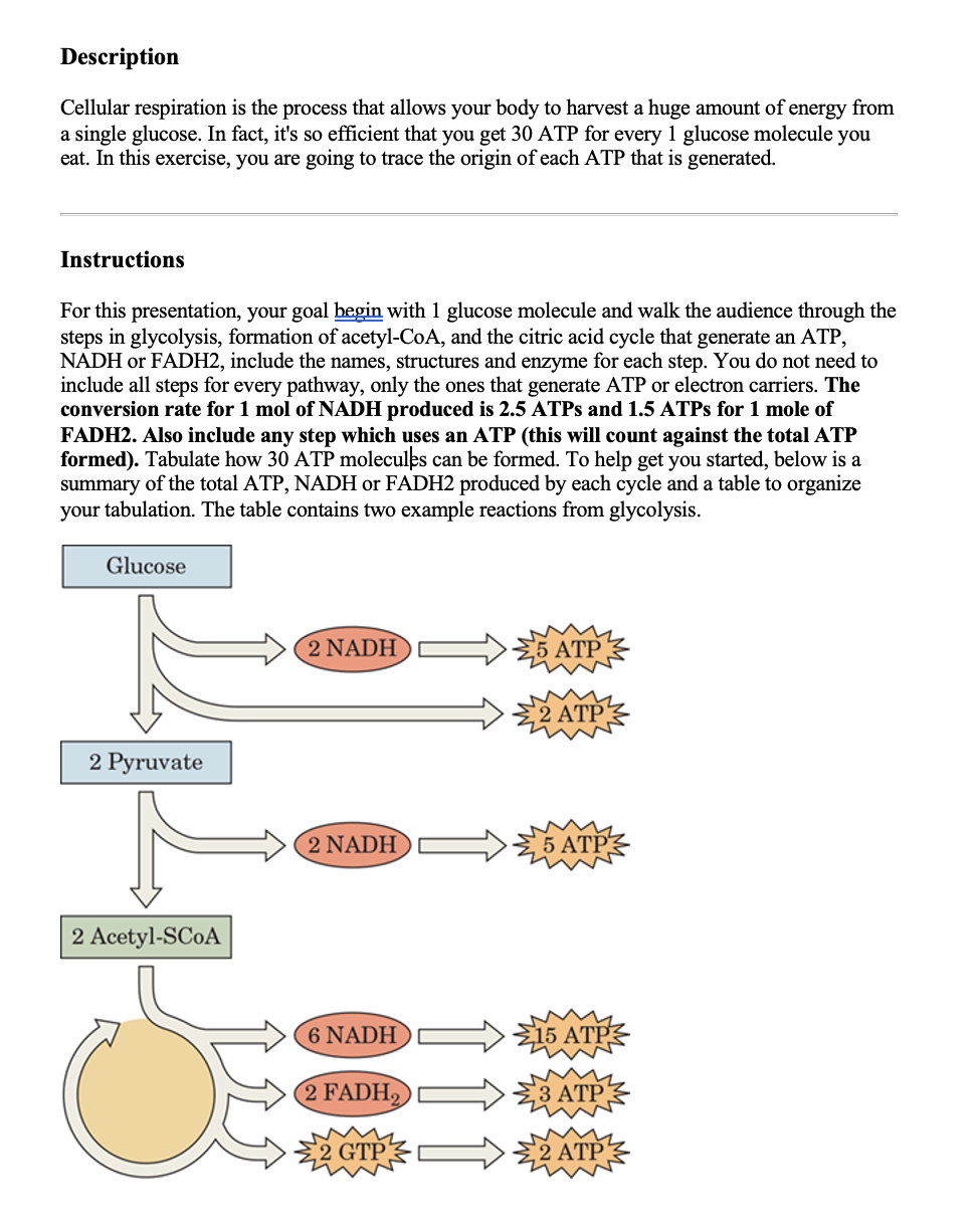 Solved Cellular respiration is the process that allows your | Chegg.com