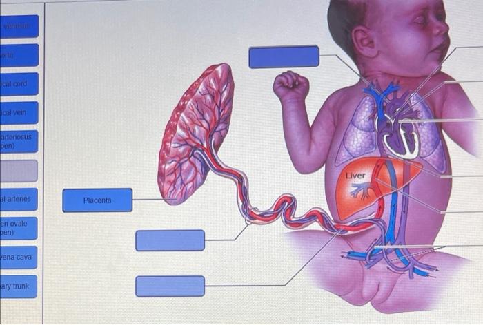 cil cord cal vein arteriosus ben Ei y Liver al arteries Placenta en ovale pen) vena cava 11 ary trunk