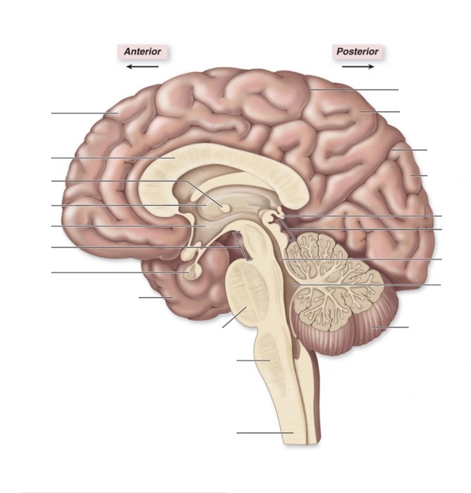 Solved Anterior Posterior 