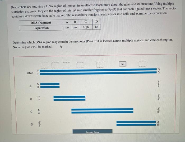 Solved Researchers are studying a DNA region of interest in | Chegg.com