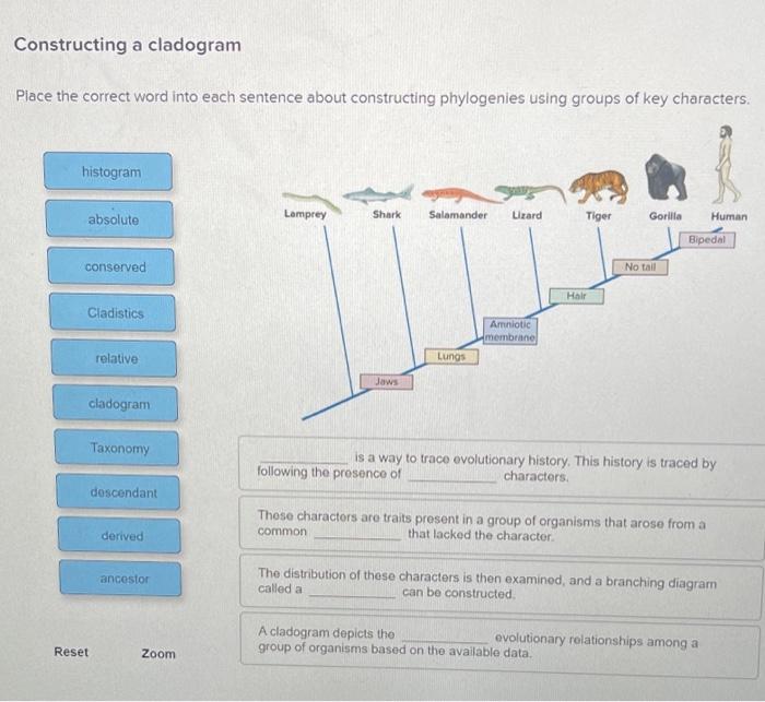 Solved Constructing A Cladogram Place The Correct Word Into Chegg