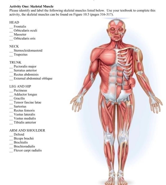 SOLVED: The Muscular System 135 SECTION 2: Muscles that Move the Pectoral  Girdle A. Label Figure 11.2 with the correct muscle using the list of  muscles provided. You will also be required