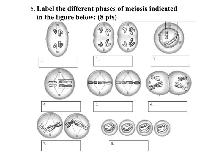 Solved 5. Label the different phases of meiosis indicated | Chegg.com