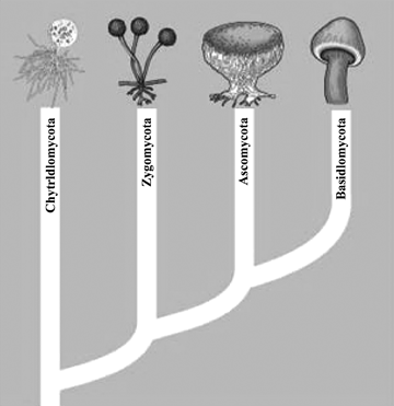 Definition Of The Major Groups Of Fungi Chegg Com