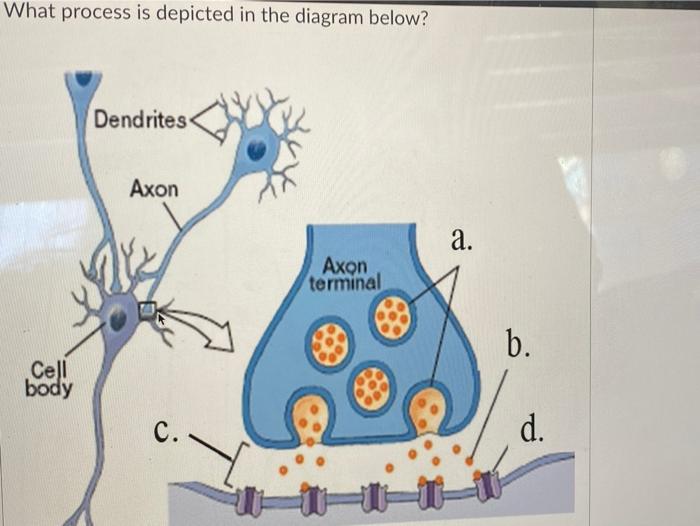 axon terminal diagram