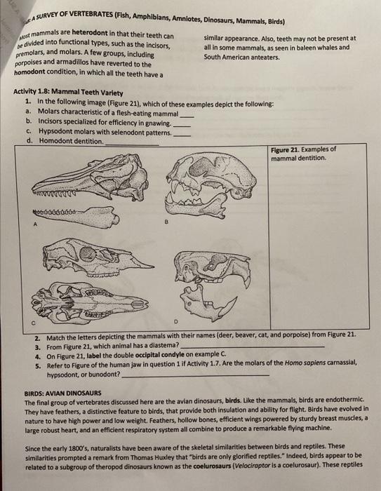 Solved A AURVEY OF VERTEBRATES (Fish, Amphibians, Amniotes, | Chegg.com