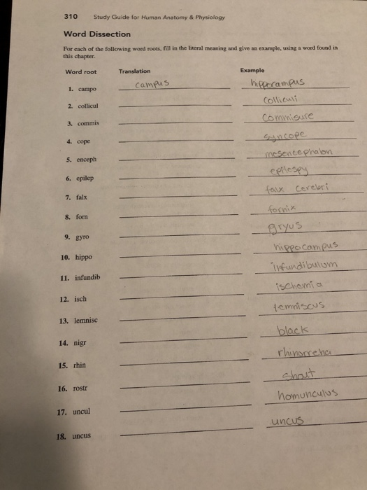 310-study-guide-for-human-anatomy-physiology-word-chegg