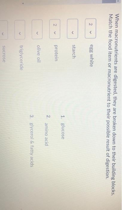 solved-when-macronutrients-are-digested-they-are-broken-chegg