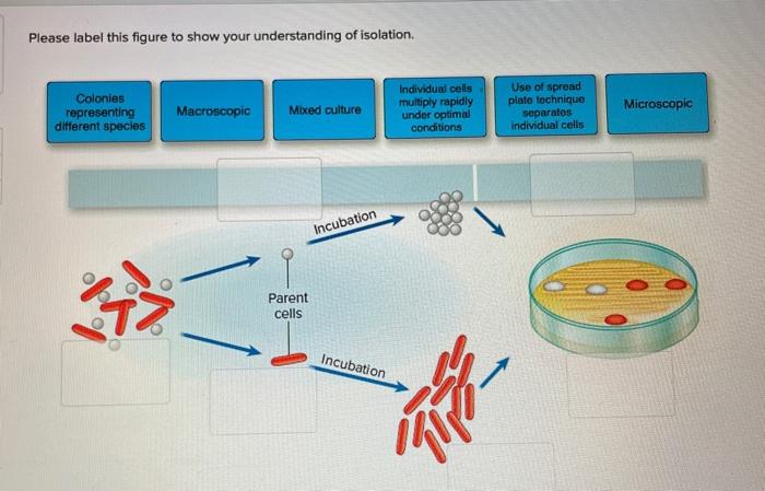 solved-please-label-this-figure-to-show-your-understanding-chegg