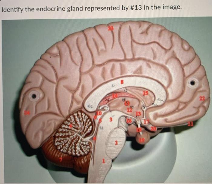 Solved Identify the endocrine gland represented by #19 in | Chegg.com