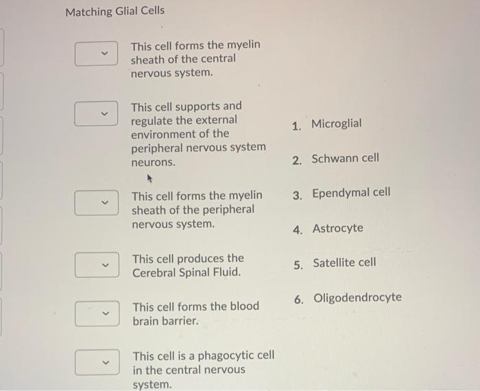 Solved Matching Glial Cells This cell forms the myelin | Chegg.com