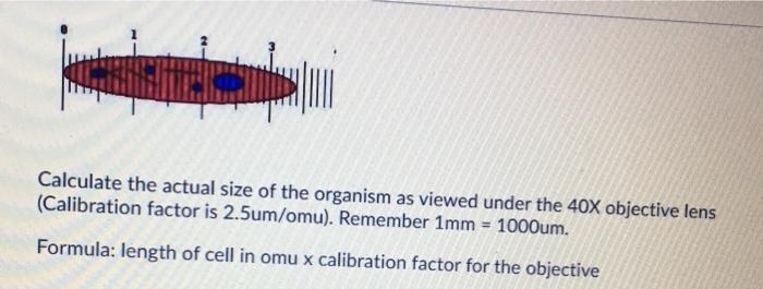 Solved Calculate The Actual Size Of The Organism As Viewed Chegg Com